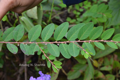 Phyllanthus gardnerianus